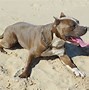 Image result for Pit Bull Terrier Mix Puppy