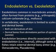 Image result for Endoskeleton vs Exoskeleton