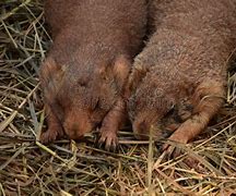 Image result for Prairie Dog Sleeping