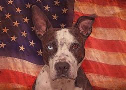 Image result for Patriotic Pitbull