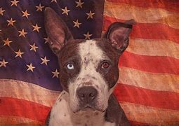 Image result for Patriotic Pitbull