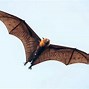 Image result for My Pet Bat