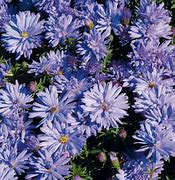 Image result for Aster Prof. A. Kippenberg (Dumosus-Group)