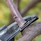 Image result for Apple Tree Pruning Diagram