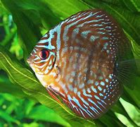 Image result for Common Aquarium Fish Diseases