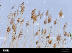 Image result for Giant Reed