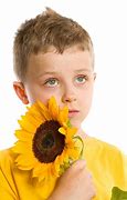 Image result for Sunflower Life Cycle Diagram