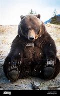 Image result for Bear Sitting Up