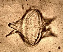 Image result for fitoplanctom