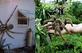 Image result for The Biggest Spider in the World That Is Real