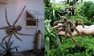 Image result for Biggest Spider in Whole World