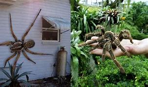 Image result for World Largest Spider Ever Found