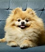 Image result for Weird Small Dog Breeds