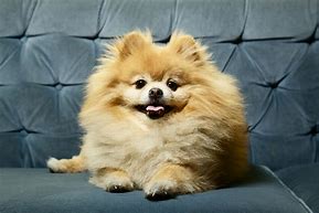 Image result for Cutest Pomeranian