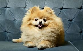 Image result for 10 Best Small Dogs