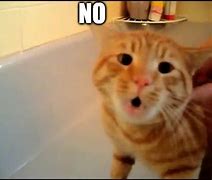 Image result for Cat Says No Meme
