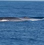 Image result for Cetacea