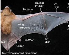 Image result for Bat Wing Membrane