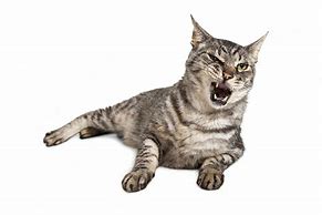 Image result for Funny Cat with Mouth Open
