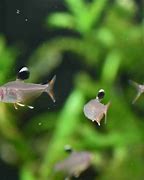 Image result for hyphessobrycon_bentosi