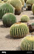 Image result for Cactus Types in Mexico