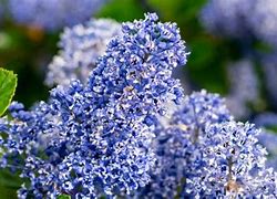 Image result for Most Beautiful Shrubs