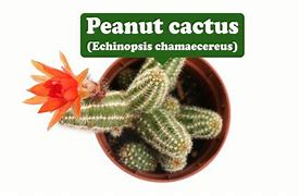 Image result for Peanut Cactus