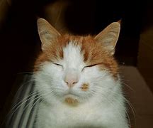 Image result for Free Clip Art Happy Cat Face
