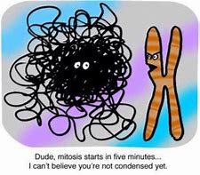 Image result for Mitosis MEME Funny
