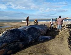 Image result for Biggest Beached Whale