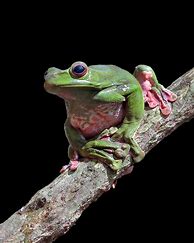 Image result for Moss Frog