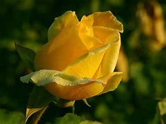 Image result for Beautiful Gold Roses