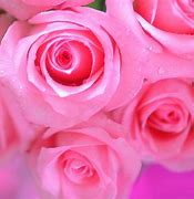 Image result for Pink Rose Background Images Download