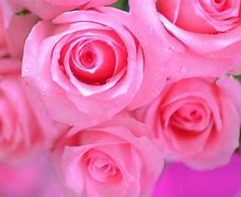 Image result for Pink Colour Flower Rose