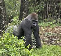 Image result for Oldest Gorilla Dies