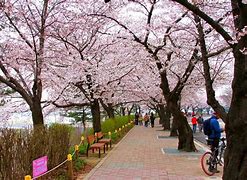 Image result for Yeouido Park Spring