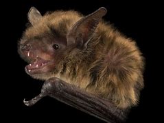 Image result for Small Bat Animal