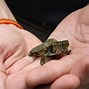 Image result for Two-headed turtle