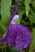 Image result for Roscoea auriculata