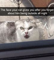 Image result for Funny Cat Pics Meme