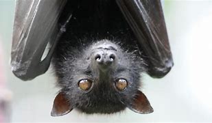 Image result for Flying Fox Fruit Bat