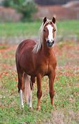 Image result for Flaxen Chestnut Morgan Horse