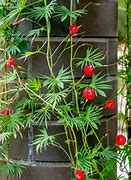 Image result for Cardinal Flower Vine