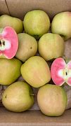 Image result for Ornamental Pink-Fleshed Apple