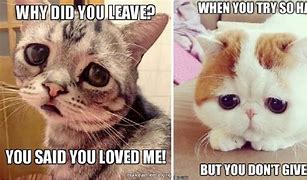 Image result for Sad Cat Bird Meme