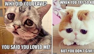 Image result for sad cats meme
