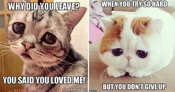 Image result for Sad Kitty Meme