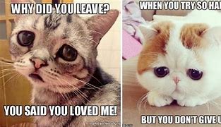 Image result for Cute Life Memes