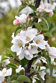 Image result for Yellow Columnar Apple Tree