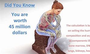 Image result for How Much Is the Human Body Worth